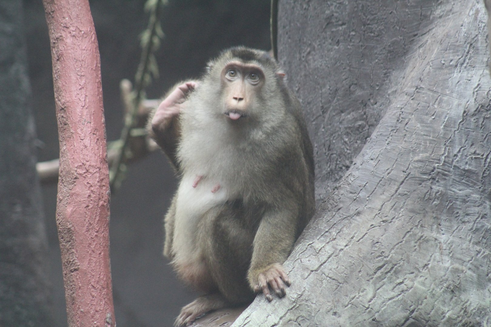 Southern Pig-Tailed Macque