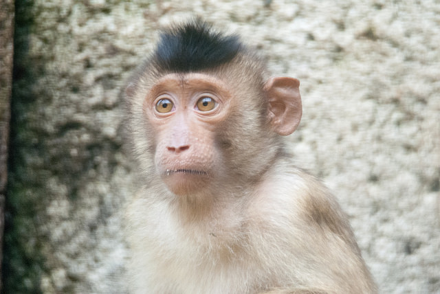 Southern pig-tailed monkey (Macaca nemestrina)