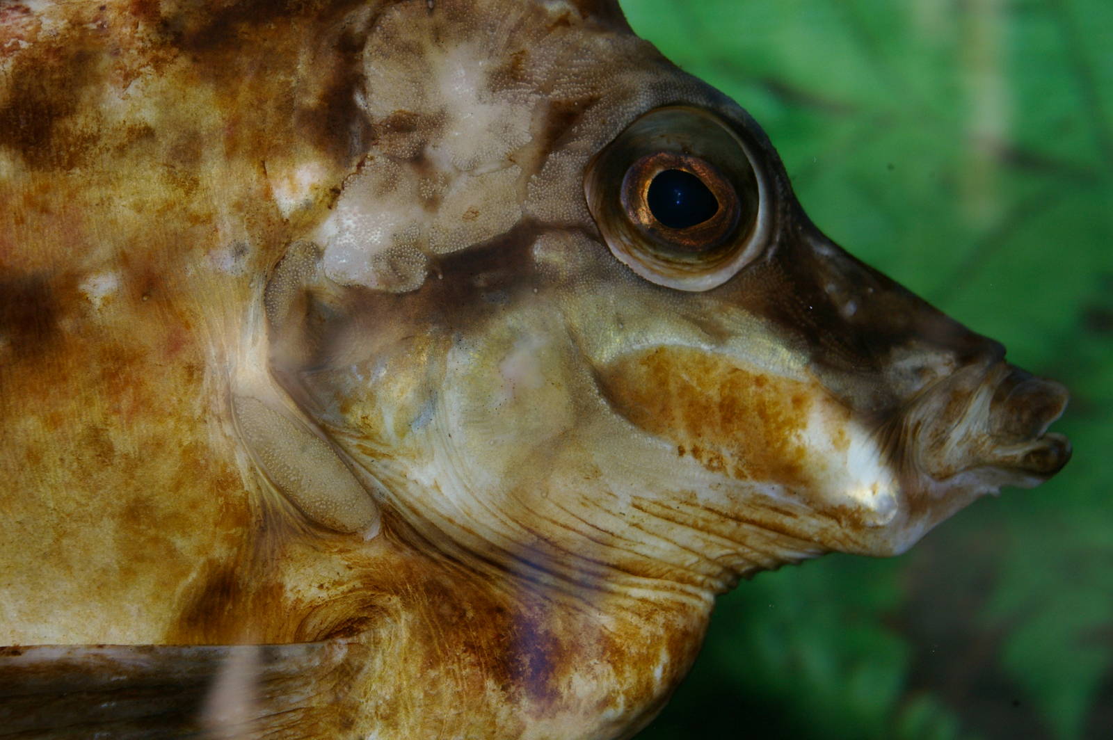 southern pigfish (Congiopodus leucopaecilus)