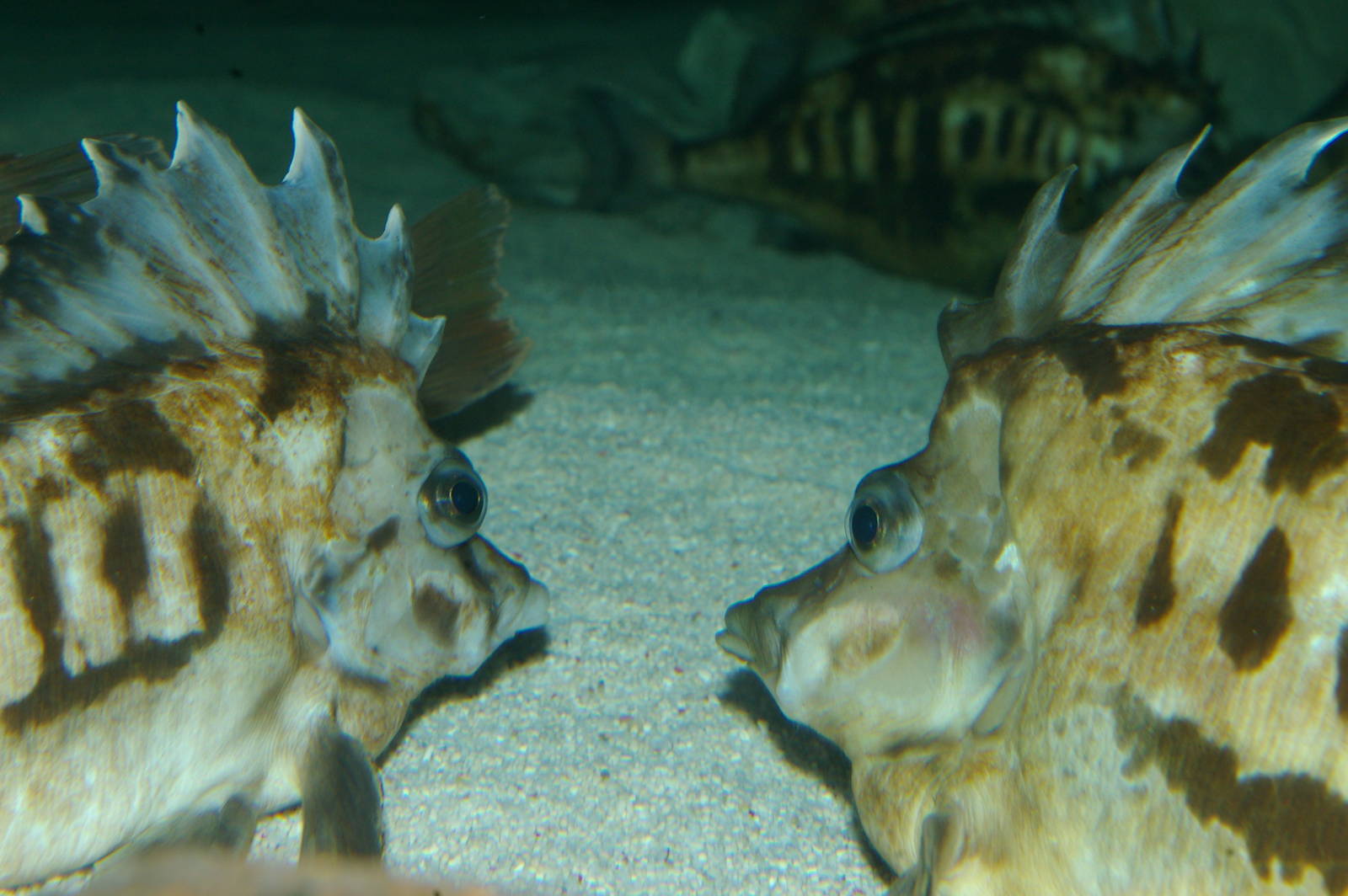 southern pigfish (Congiopodus leucopaecilus)