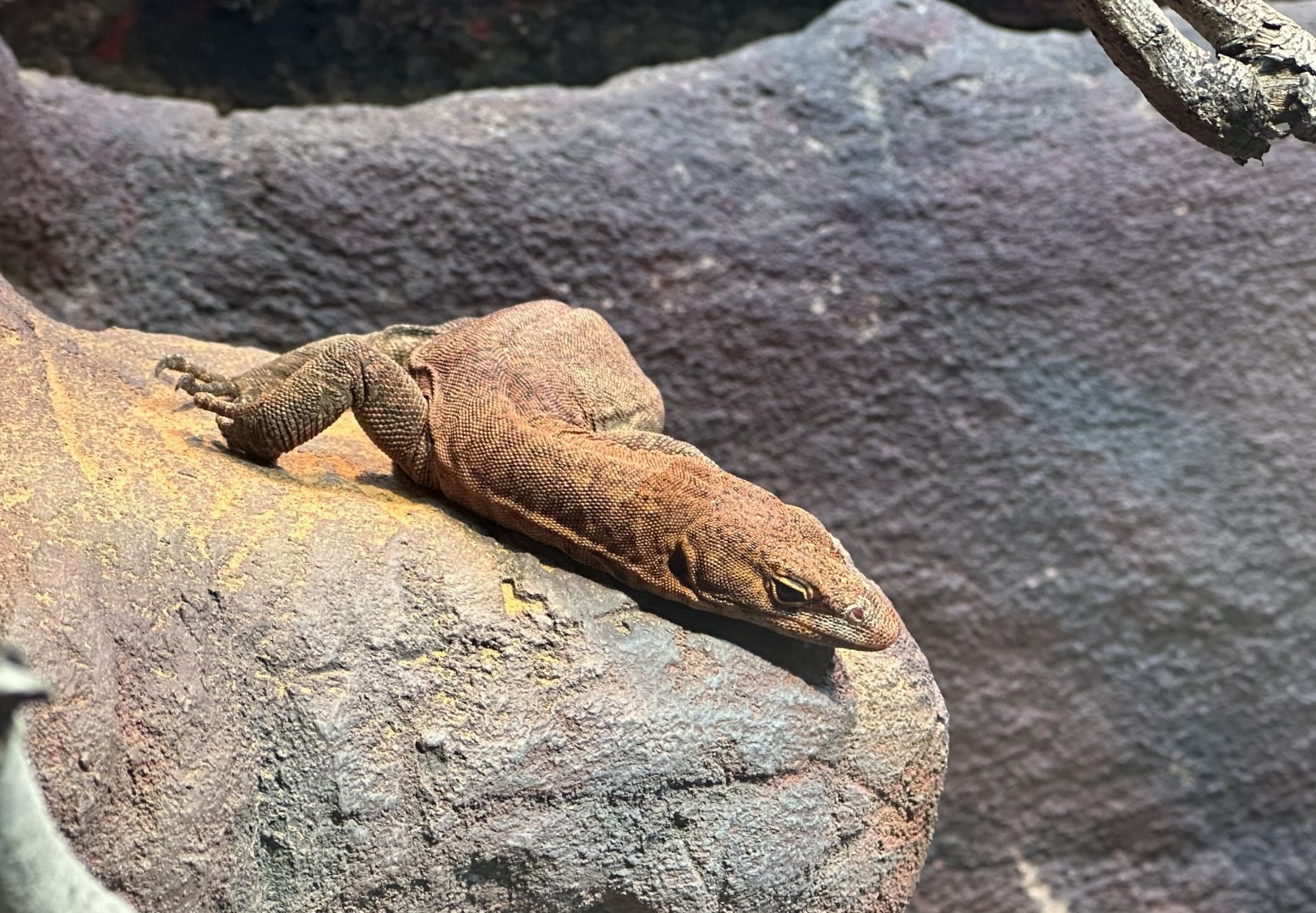 Southern Pilbara rock monitor (Varanus hamersleyensis)