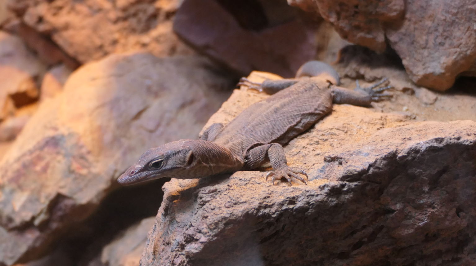 Southern Pilbara Rock Monitor (Varanus hamersleyensis)