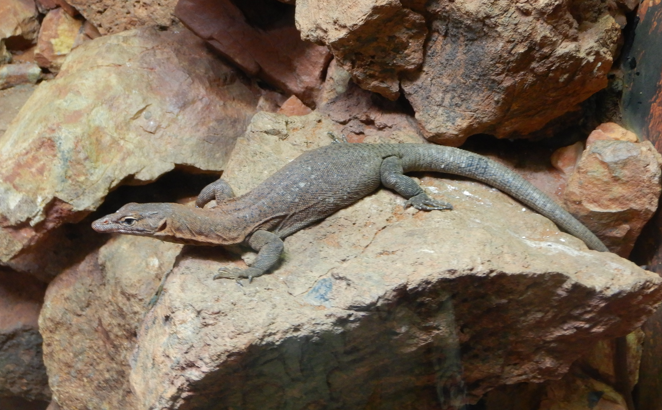 Southern Pilbara Rock Monitor