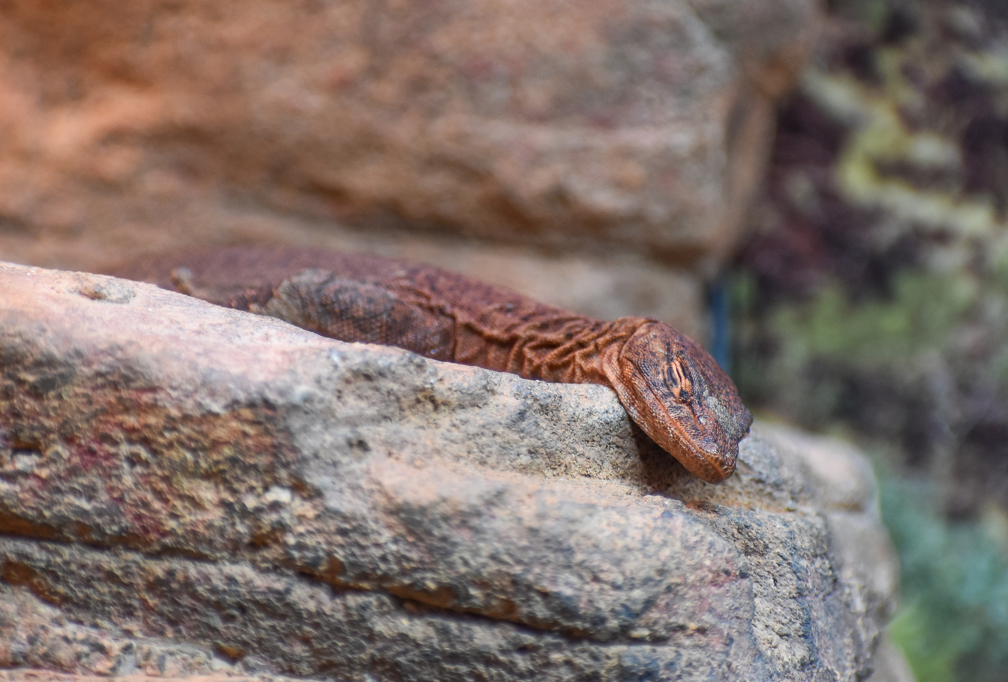 Southern Pilbara Rock Monitor