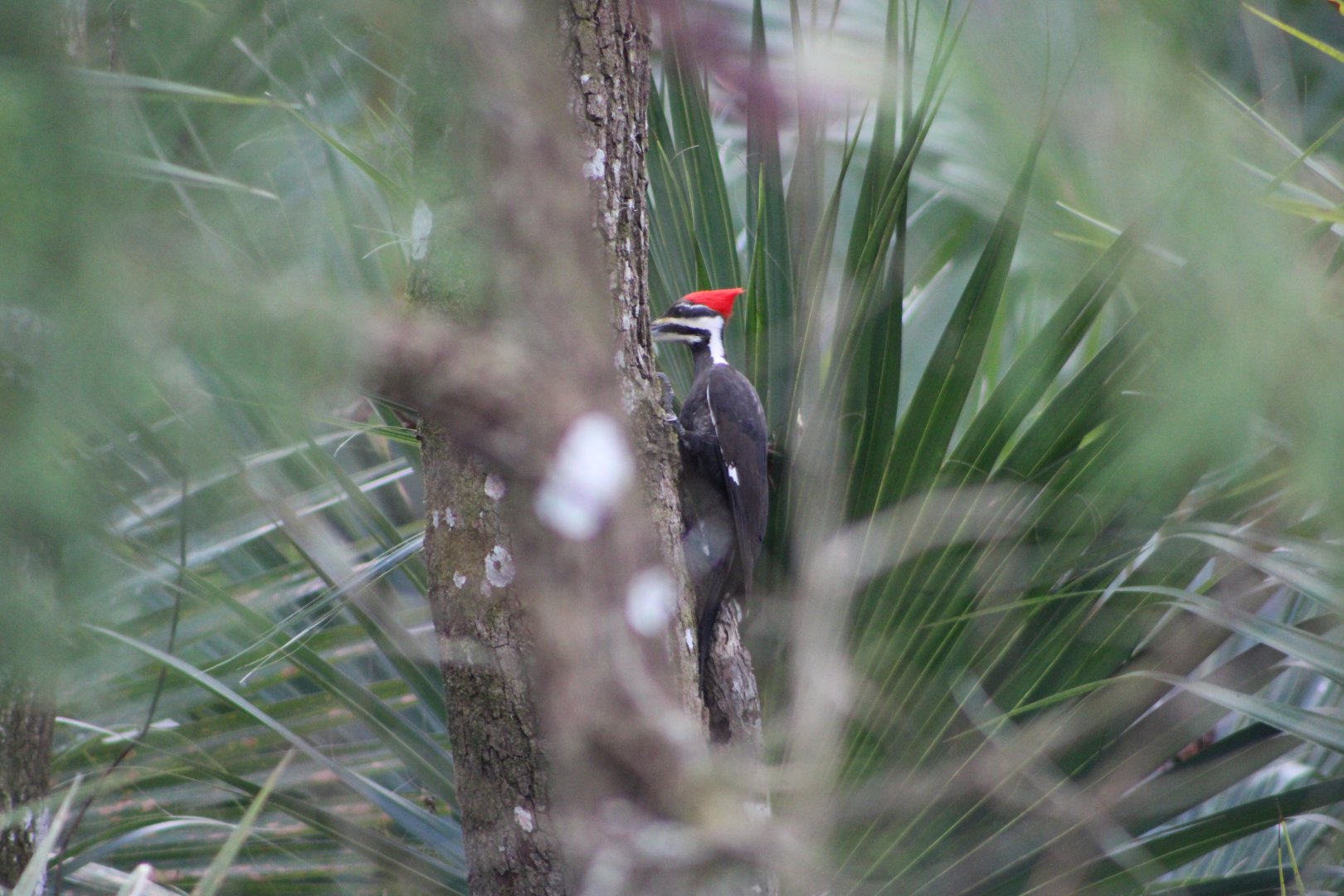 Southern Pileated Woodpecker (D. p. pileatus)
