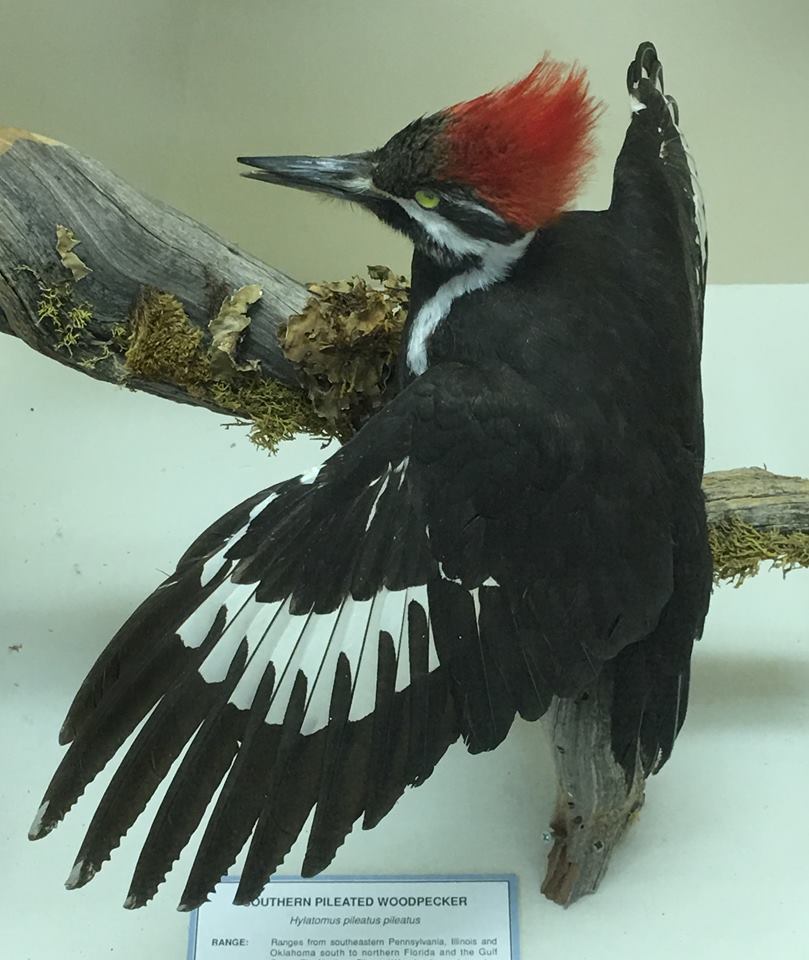 Southern pileated woodpecker (Dryocopus pileatus pileatus)