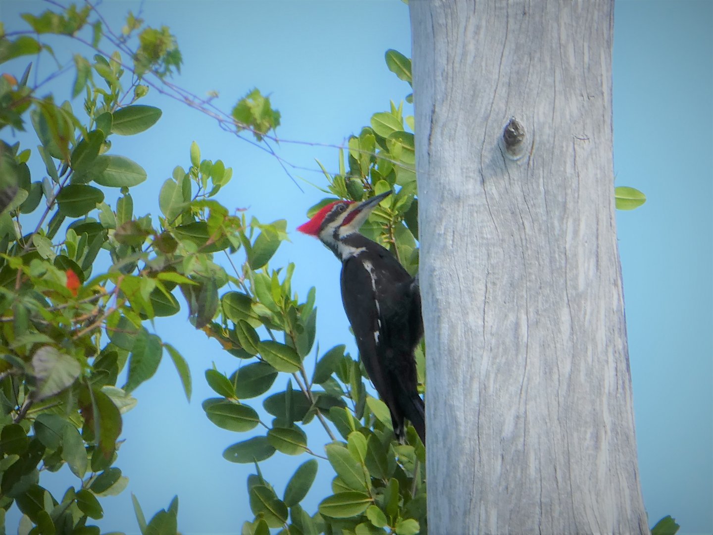 Southern Pileated Woodpecker