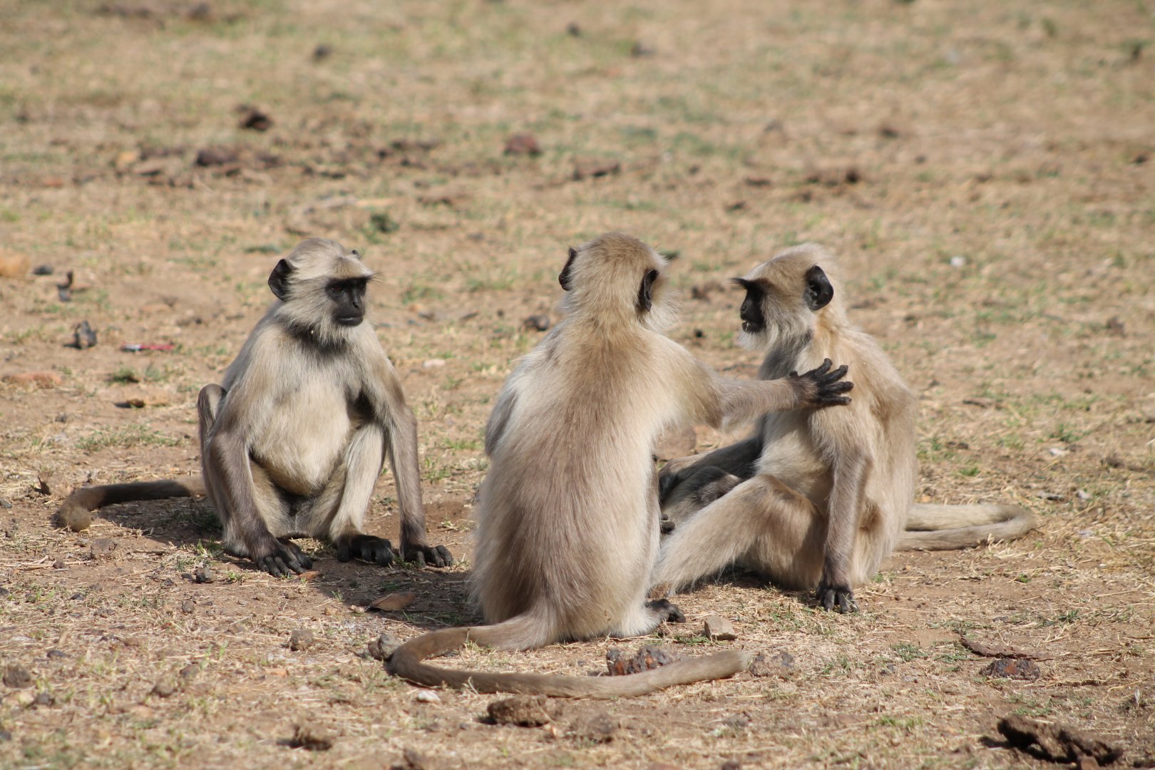 Southern Plains Grey Langur (Semnopithecus dussumieri), play-fighting