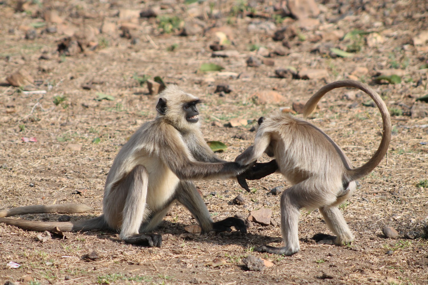 Southern Plains Grey Langur (Semnopithecus dussumieri), play-fighting