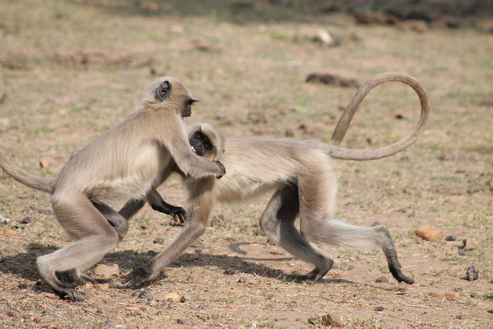 Southern Plains Grey Langur (Semnopithecus dussumieri), play-fighting