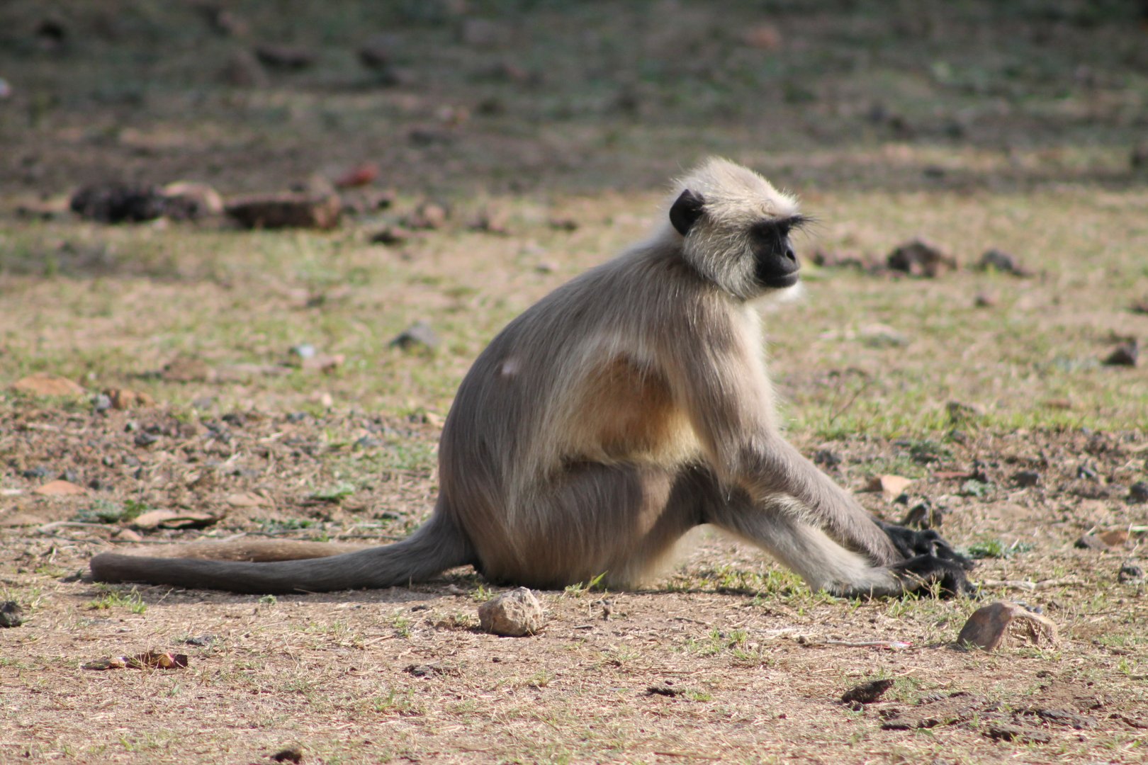 Southern Plains Grey Langur (Semnopithecus dussumieri)