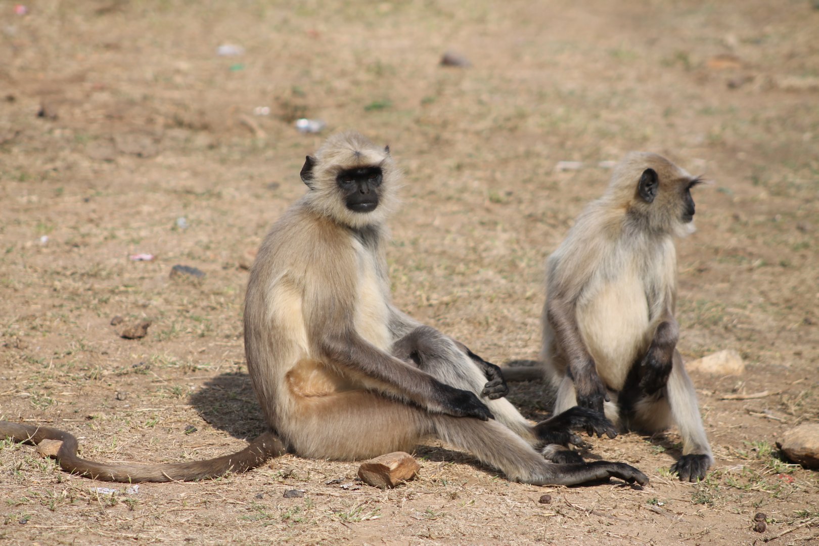 Southern Plains Grey Langur (Semnopithecus dussumieri)