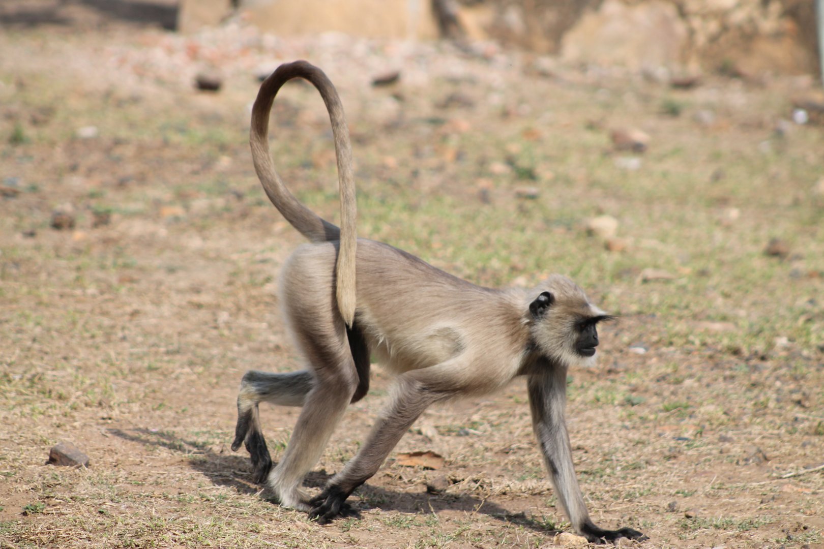 Southern Plains Grey Langur (Semnopithecus dussumieri)