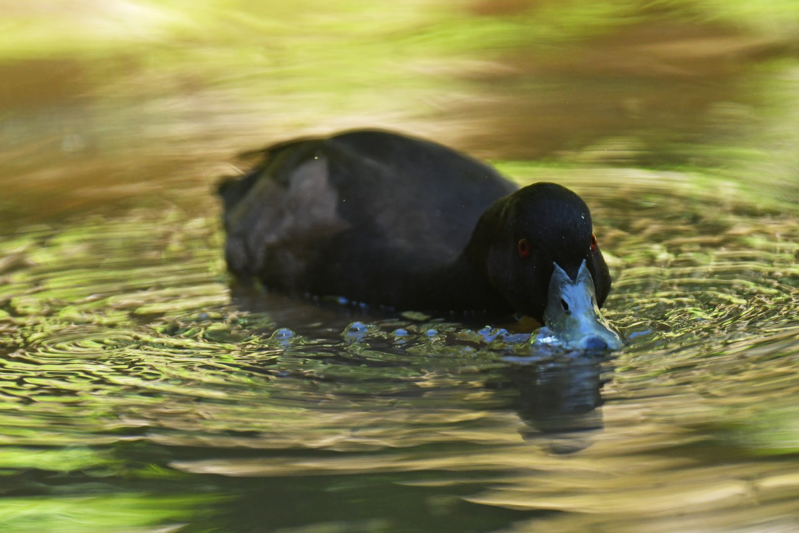 Southern Pochard (brunnea) Netta erythrophthalma brunnea