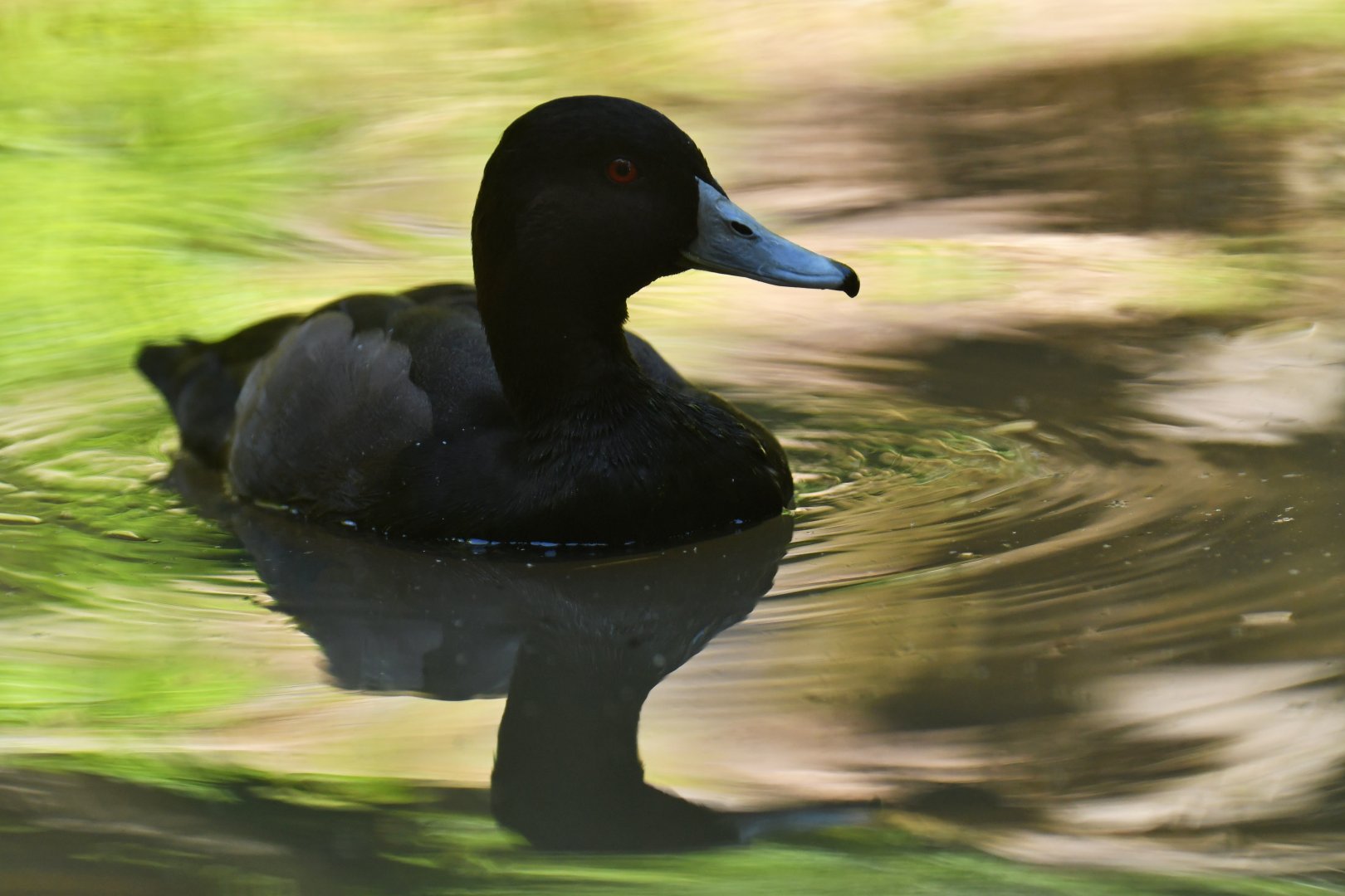 Southern Pochard (brunnea) Netta erythrophthalma brunnea