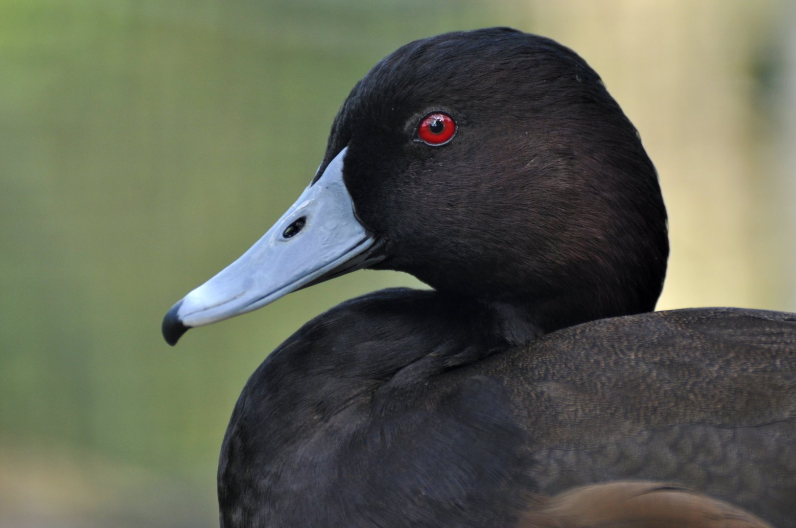 Southern pochard (Netta erythrophthalma brunnea)