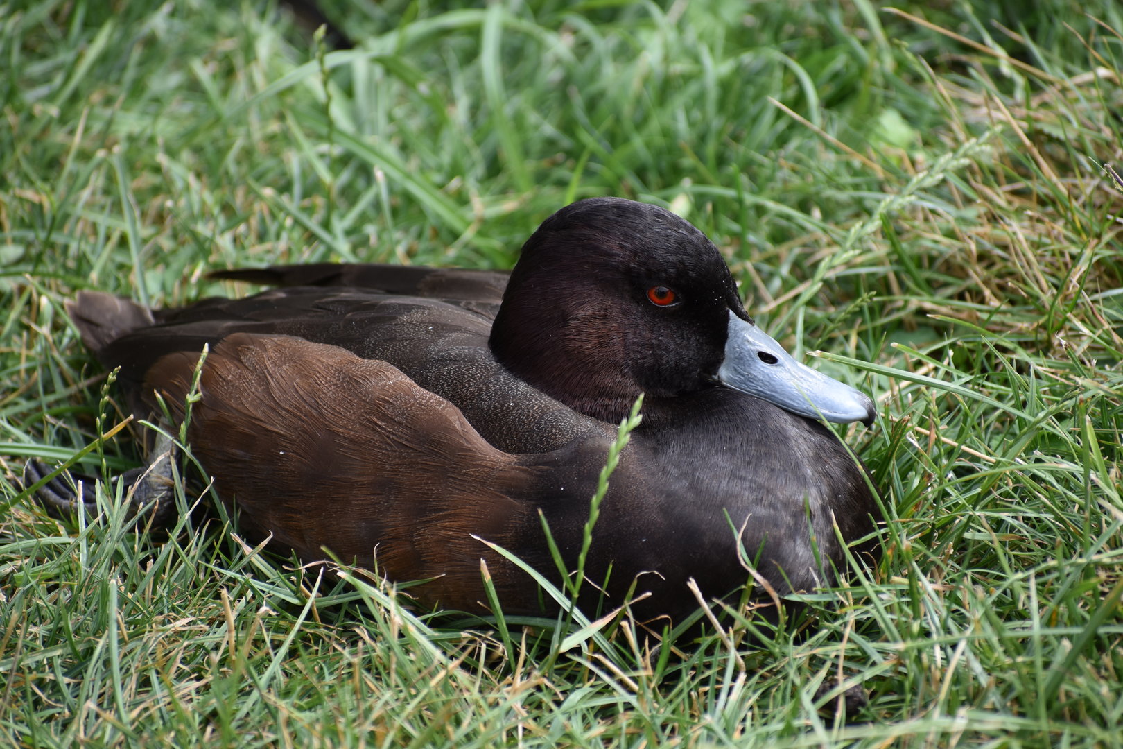 Southern Pochard - Netta erythrophthalma