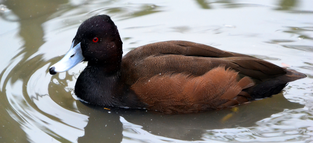 SOUTHERN POCHARD