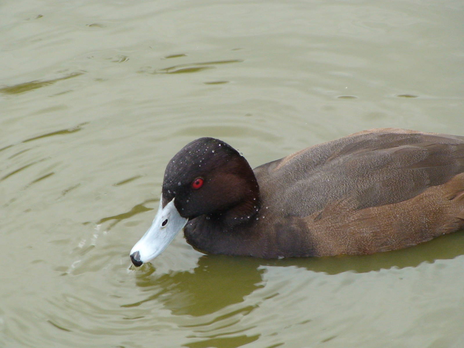 Southern pochard