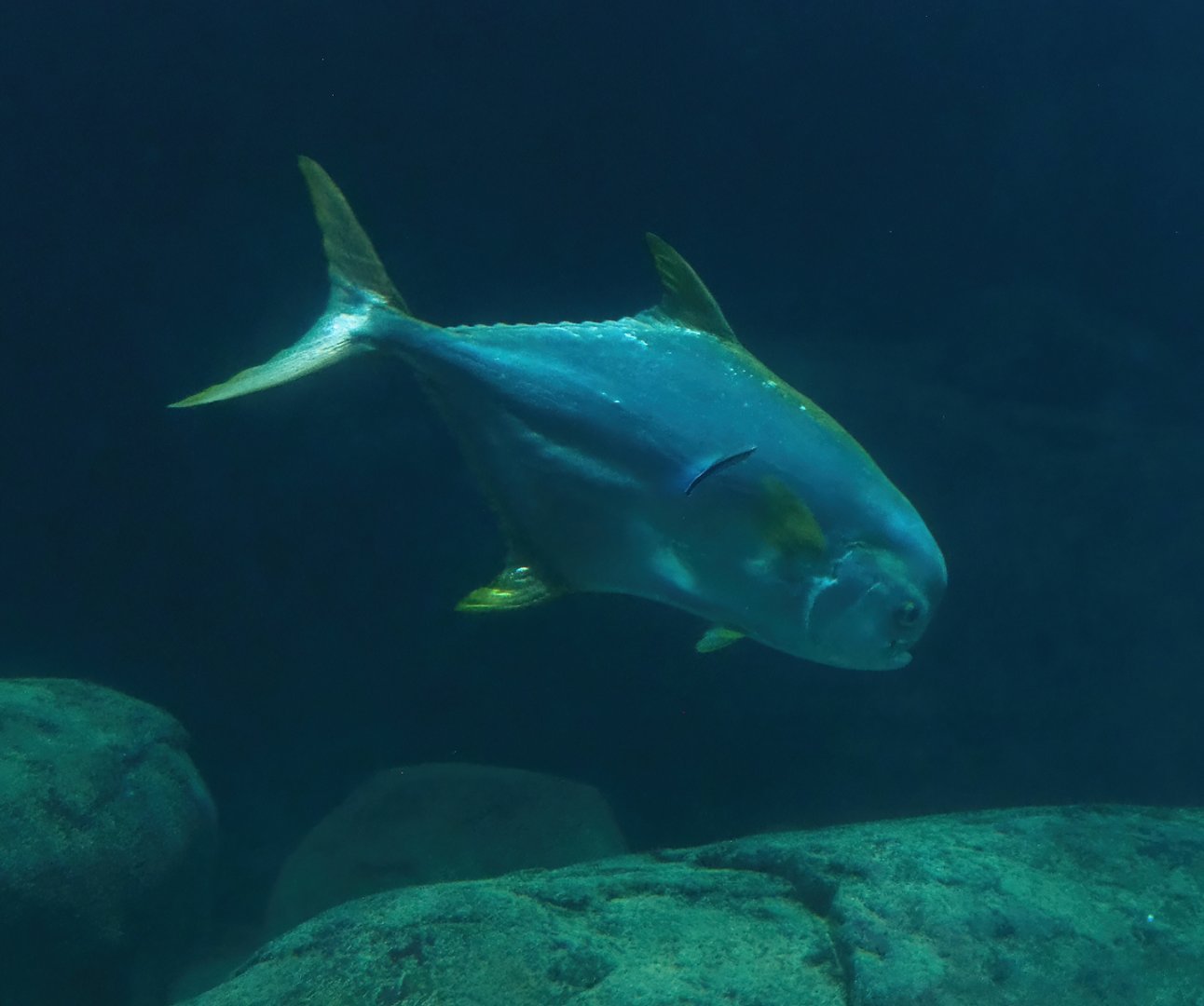 Southern pompano (Trachinotus africanus) and Bluestreak cleaner wrasse (Labroides dimidiatus), 2023-10-07