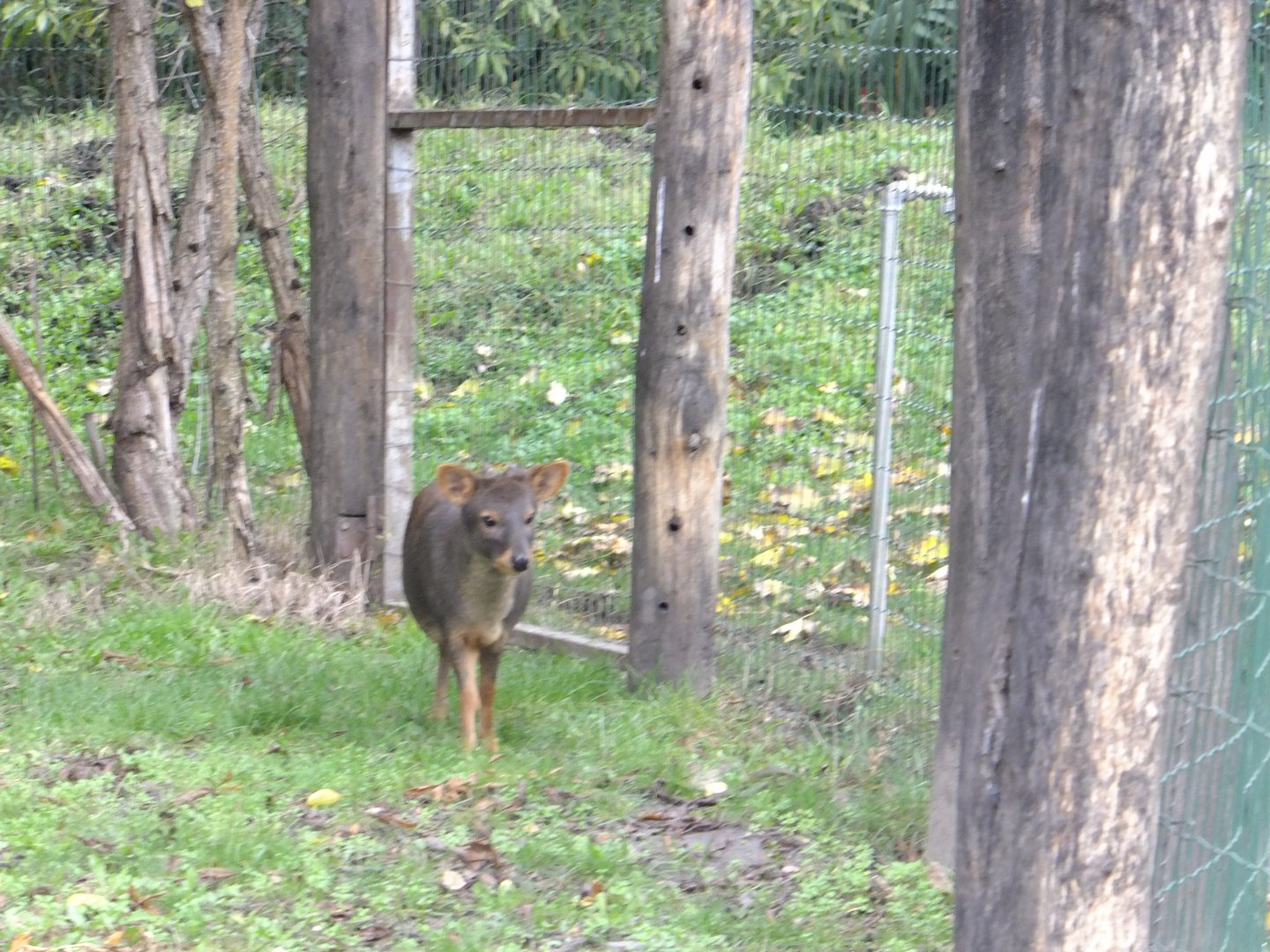 Southern pudu 1.