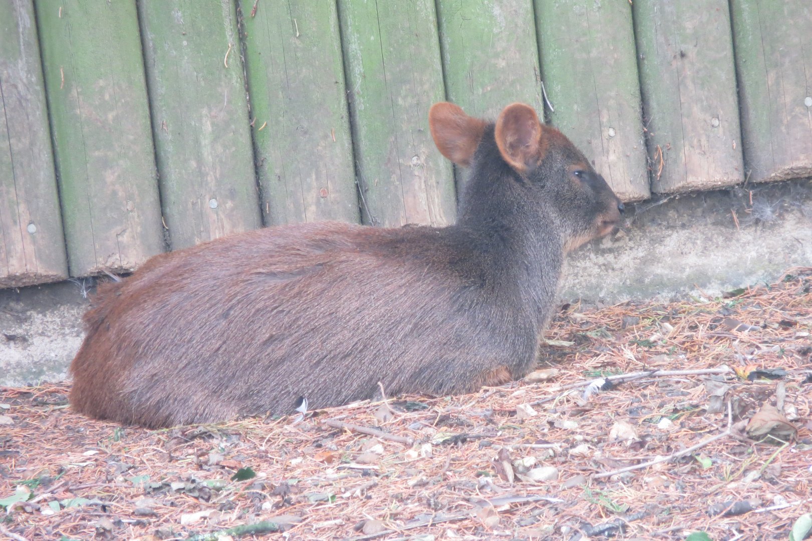 Southern pudu 100819
