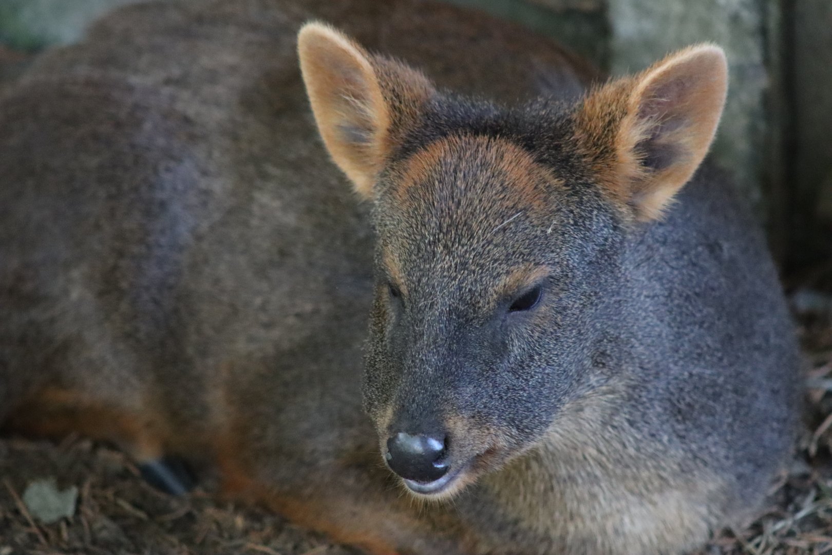 Southern Pudu - 12 September 2020