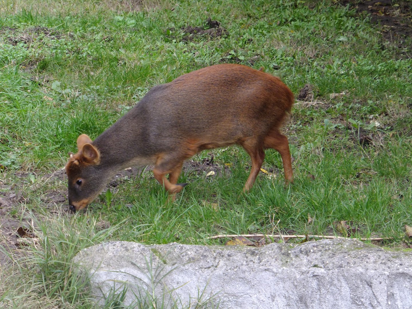 Southern pudu 2.