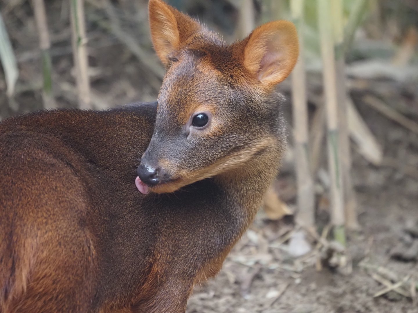 Southern Pudu 2