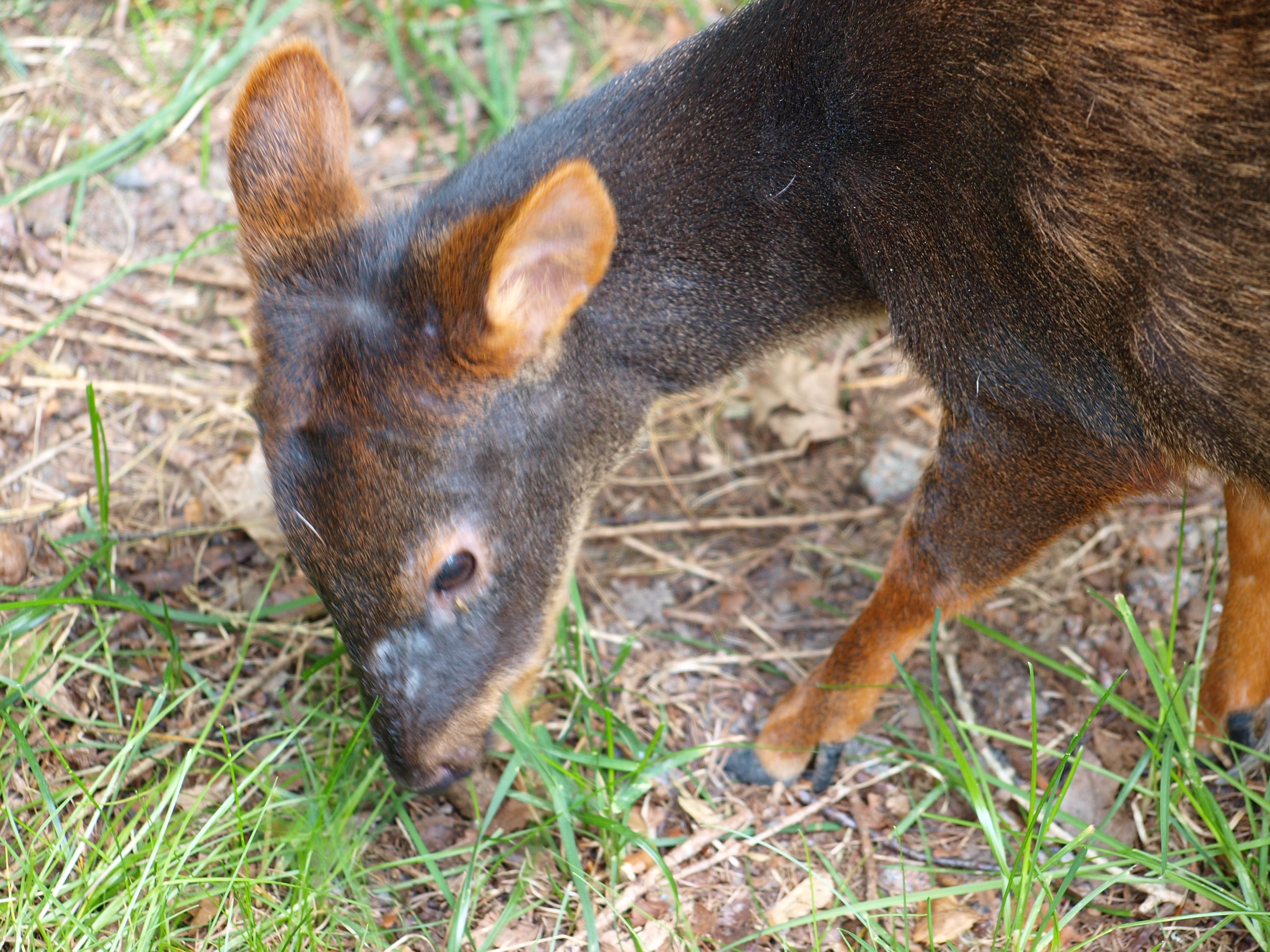 Southern pudu 2011