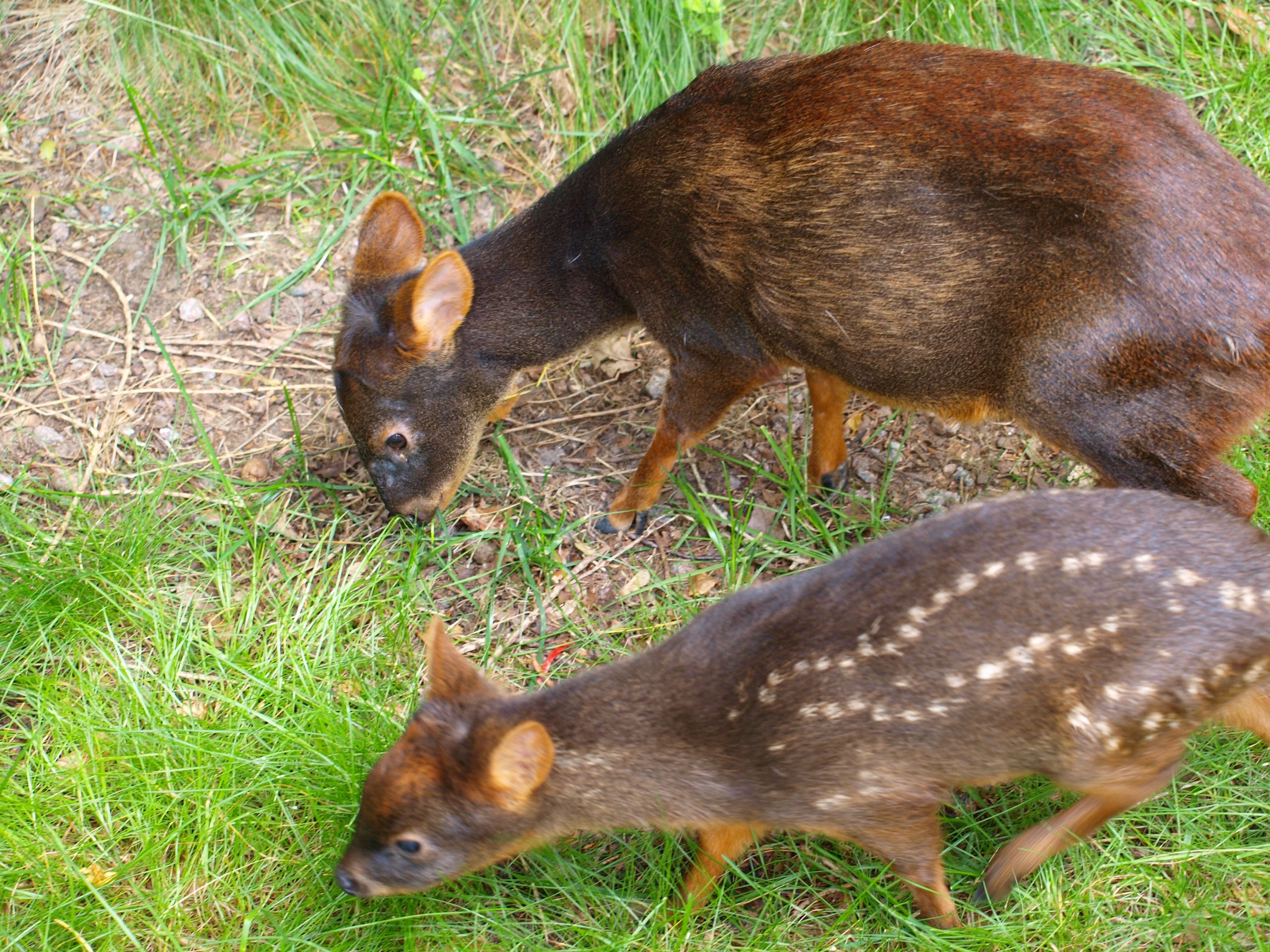 Southern pudu 2011
