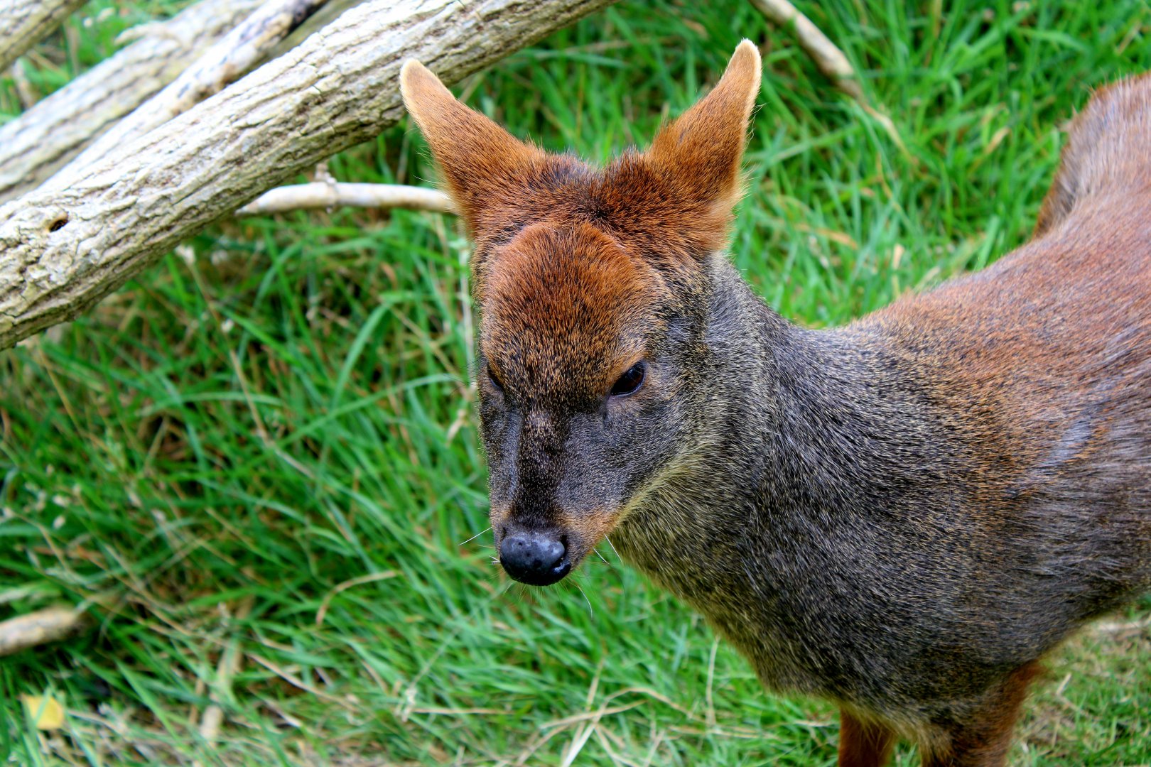 Southern Pudu - 26/07/25