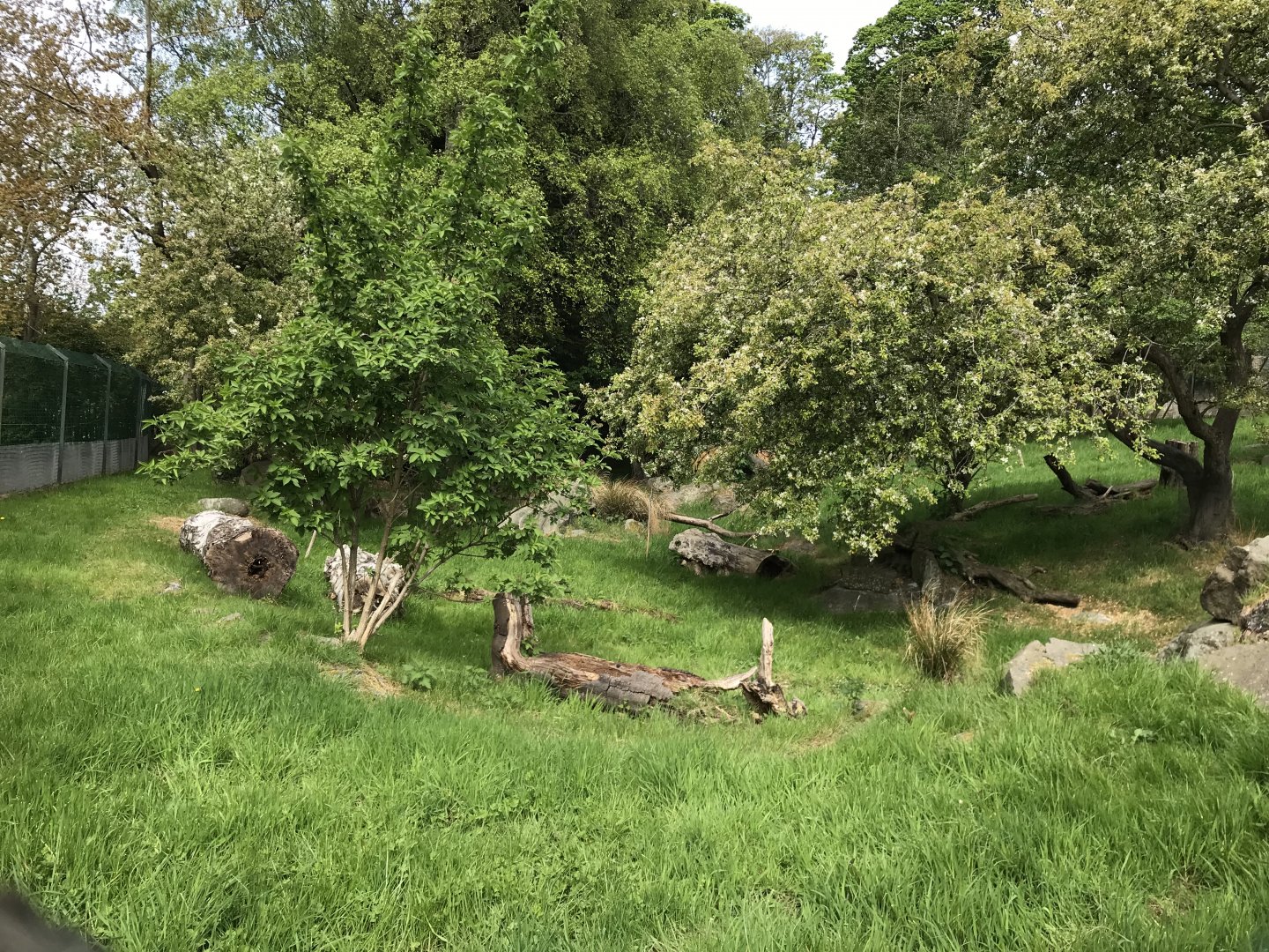 Southern pudu and Azara’s agouti enclosure