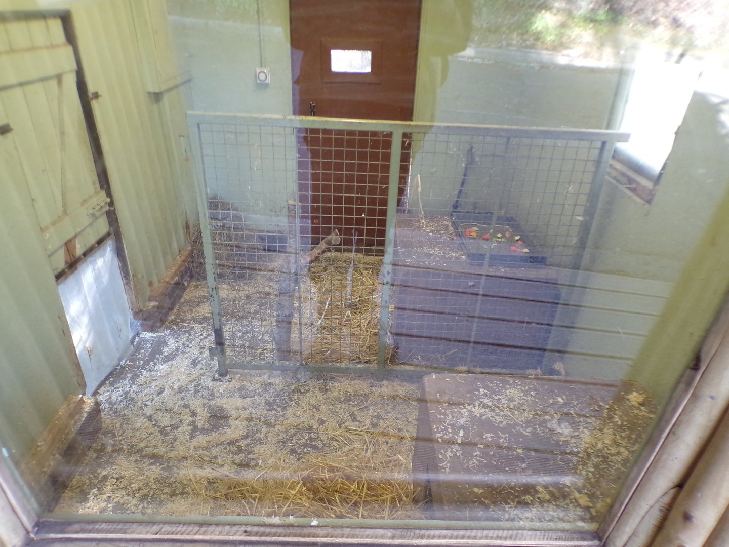 Southern pudu and Azara’s agouti indoors  11.3.23