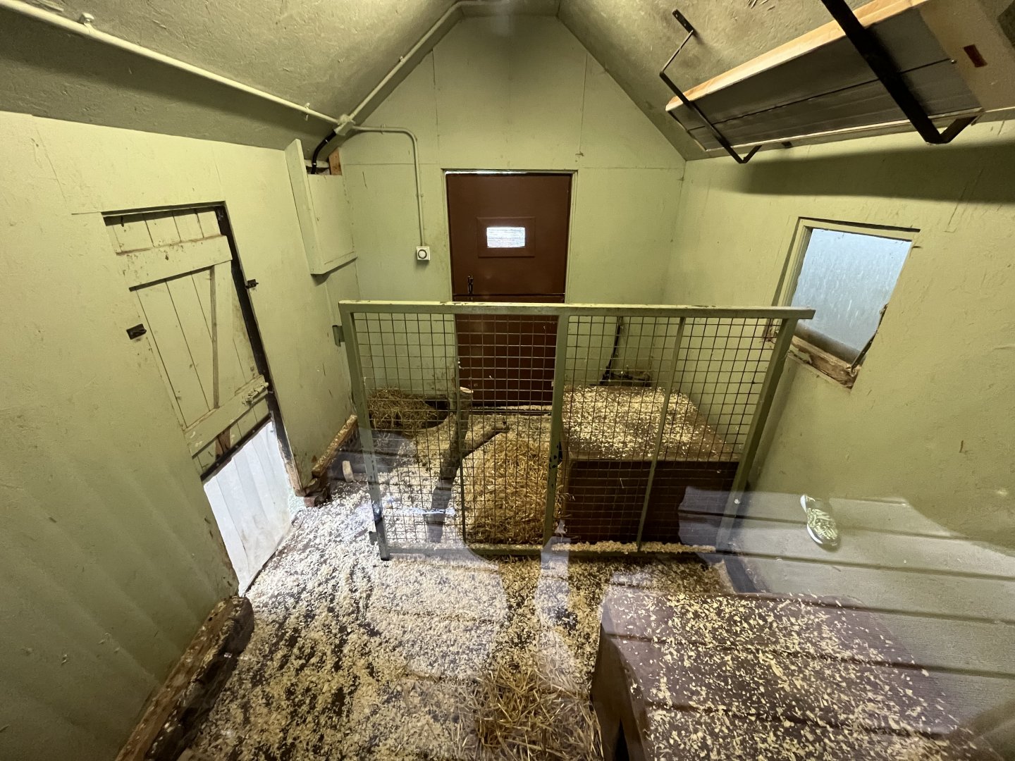 Southern pudu and azara’s agouti indoors 18.7.24