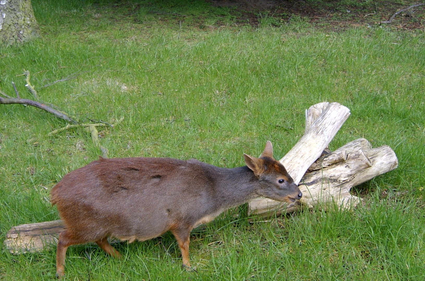 Southern Pudu, April 2008