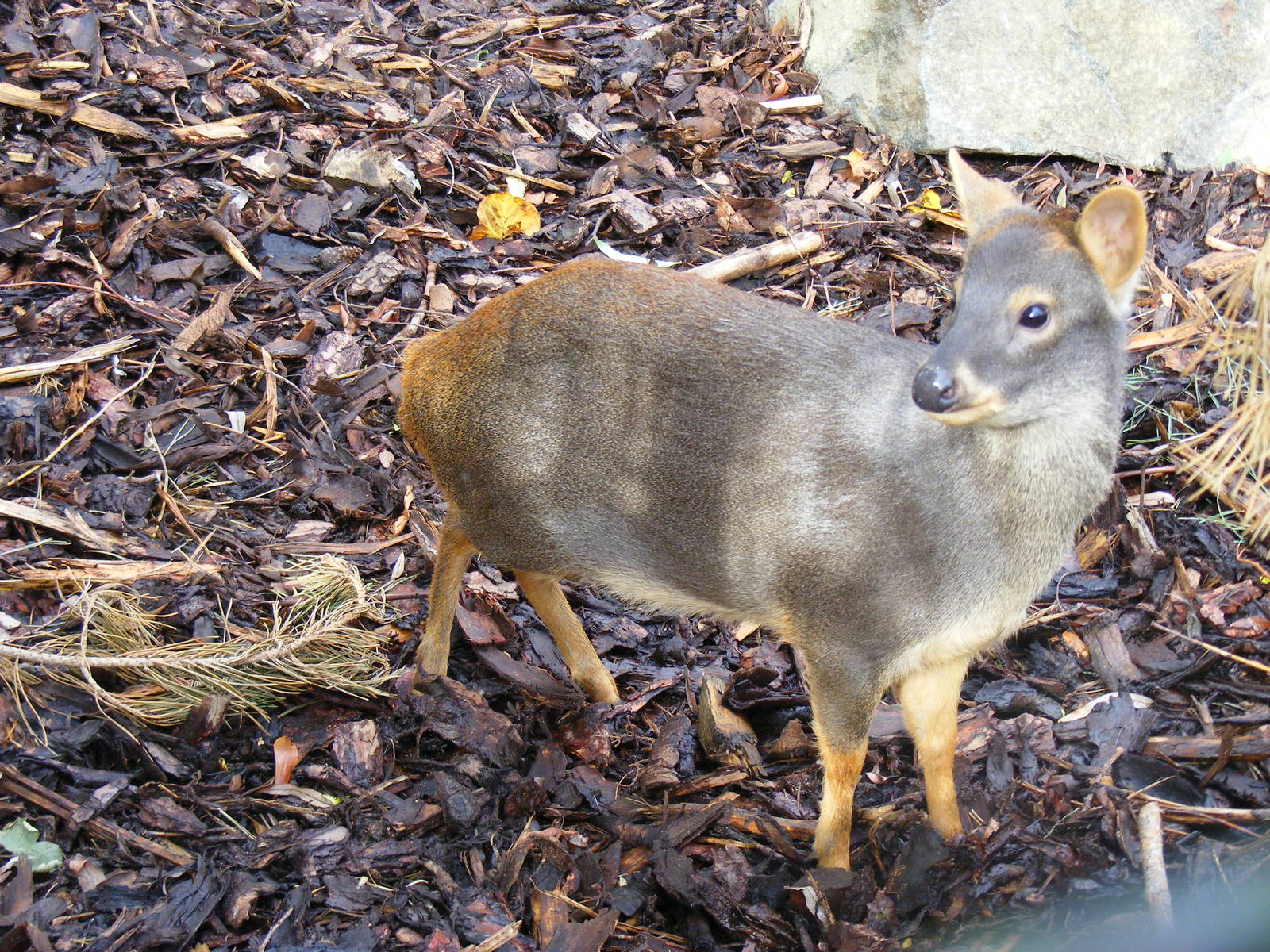 Southern pudu at Edinburgh Zoo, 2 October 2010