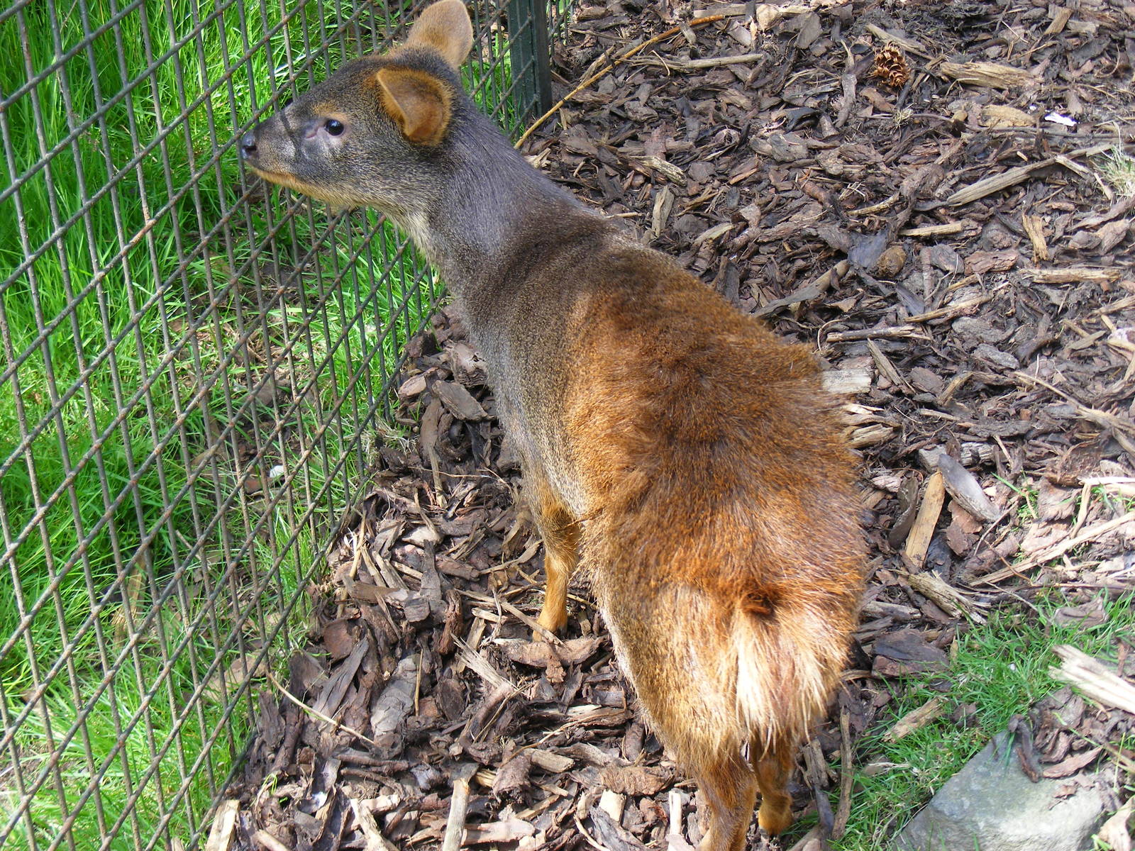 Southern pudu at Edinburgh Zoo, 21 May 2010