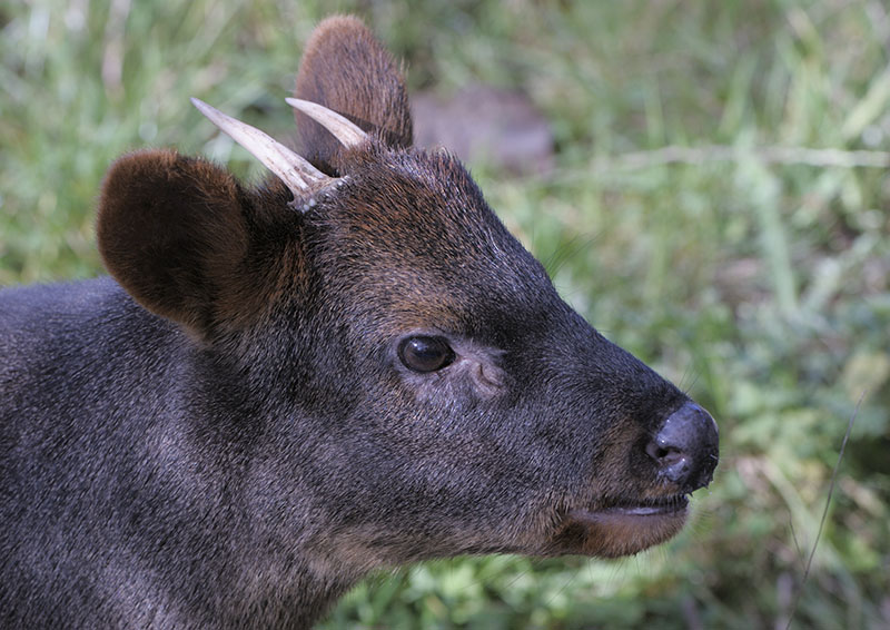 Southern pudu buck