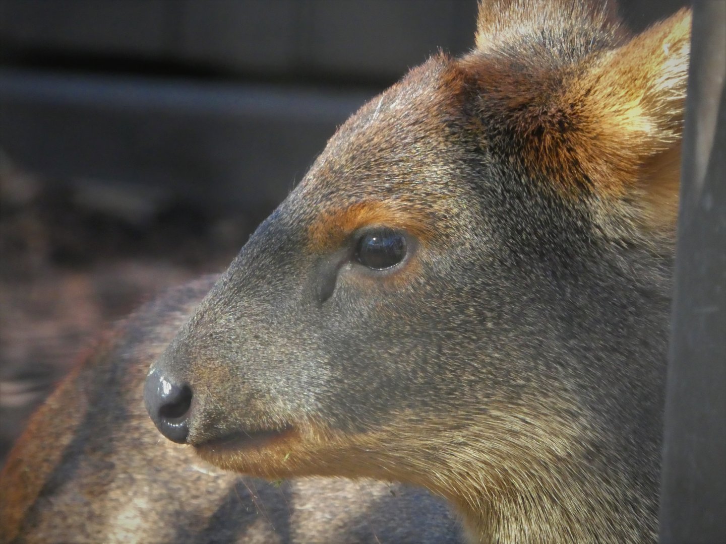 Southern Pudu - Clover