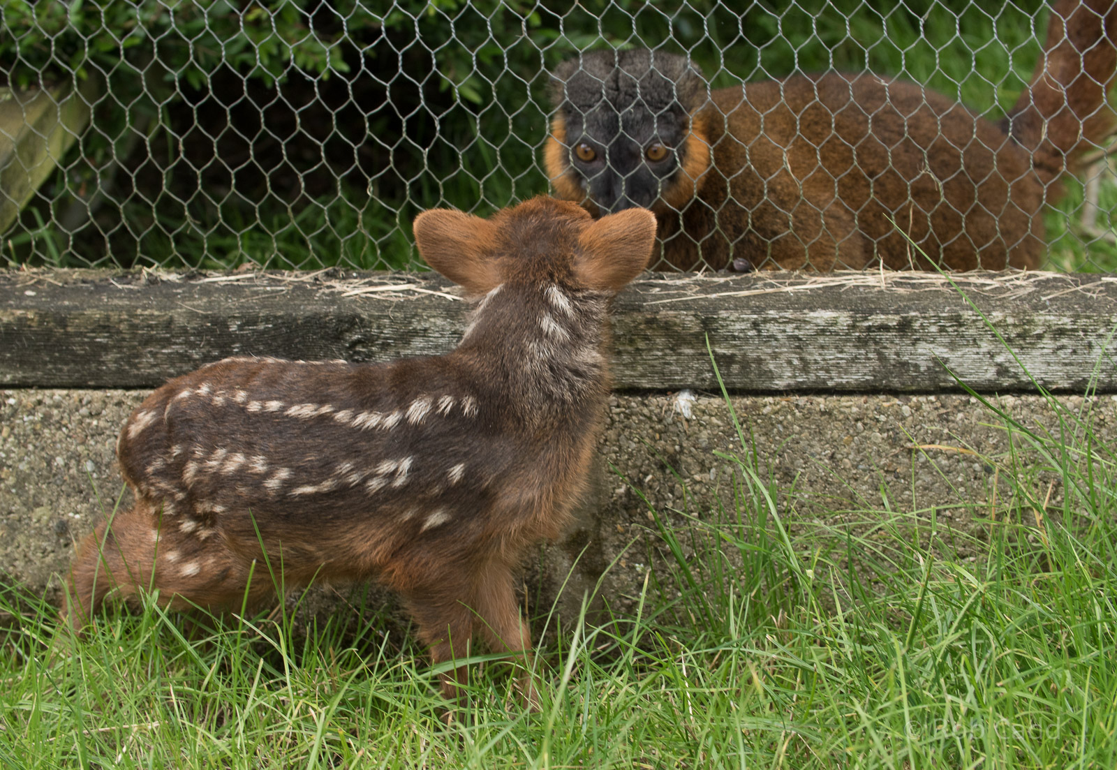 Southern pudu; collared brown lemur : Hamerton : 03 Jul 2016
