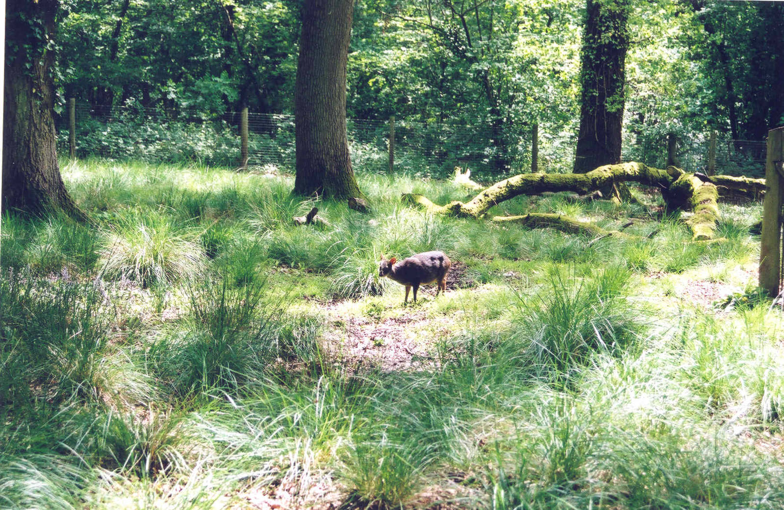 Southern Pudu Enclosure - Marwell 2002