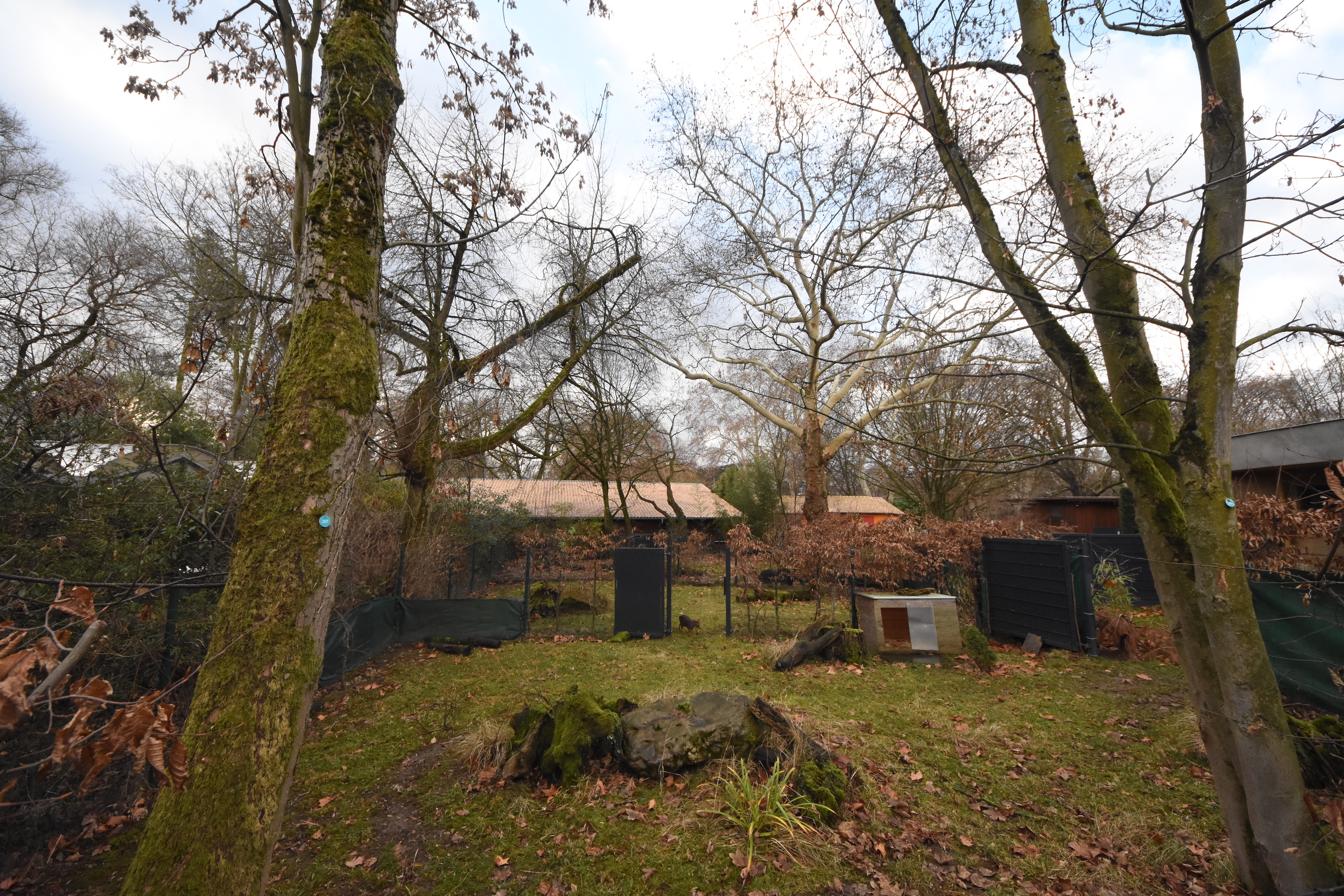 Southern pudu enclosure