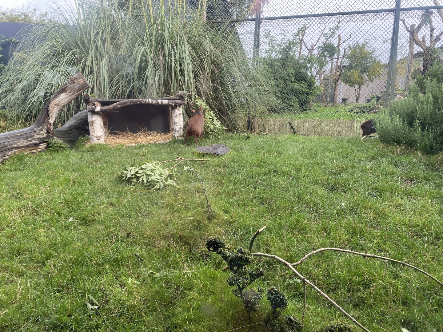 Southern pudu exhibit 191021