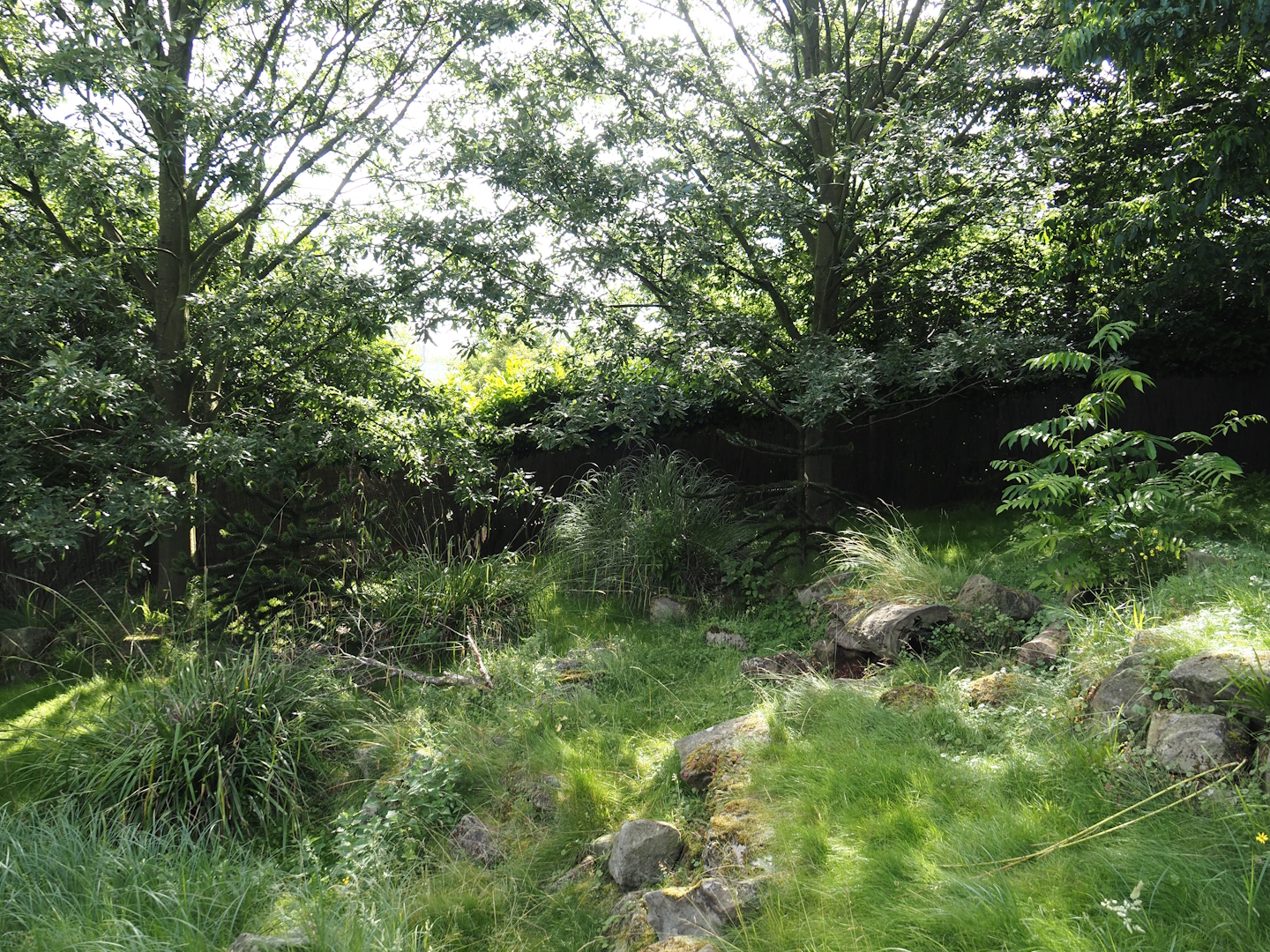 Southern pudu exhibit, 2024-06-30