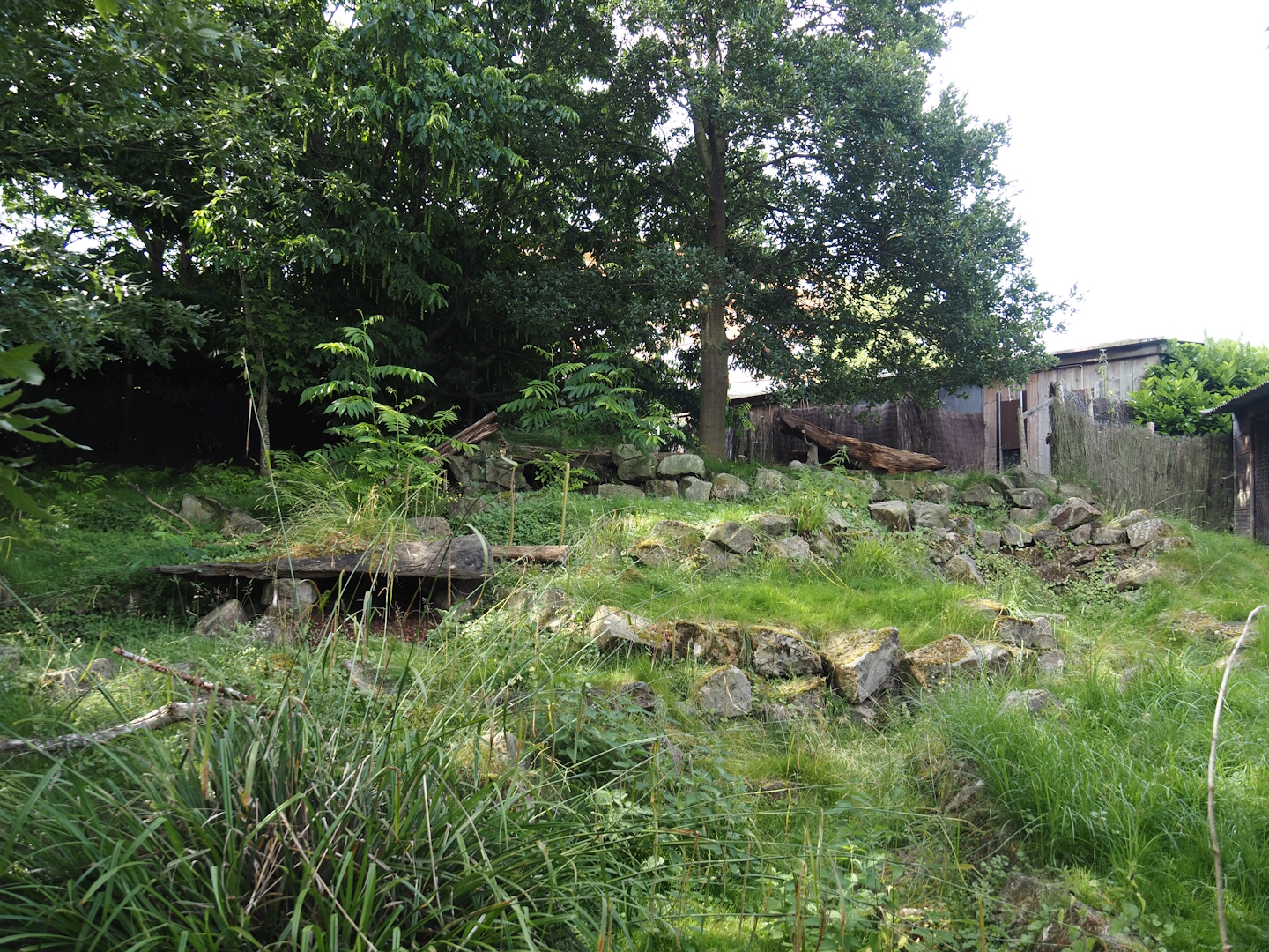 Southern pudu exhibit, 2024-06-30