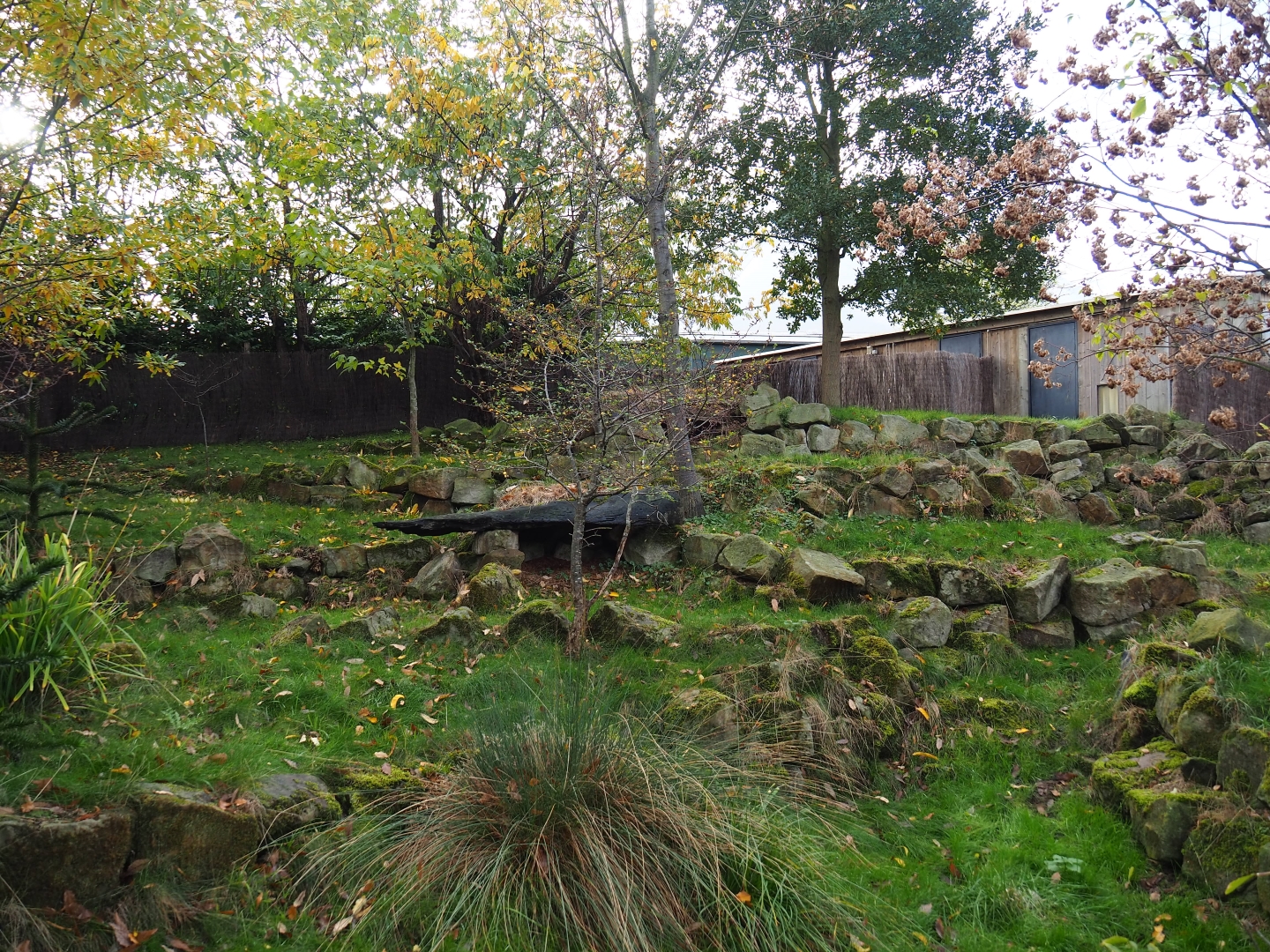 Southern pudu exhibit (Nov 10th, 2018)