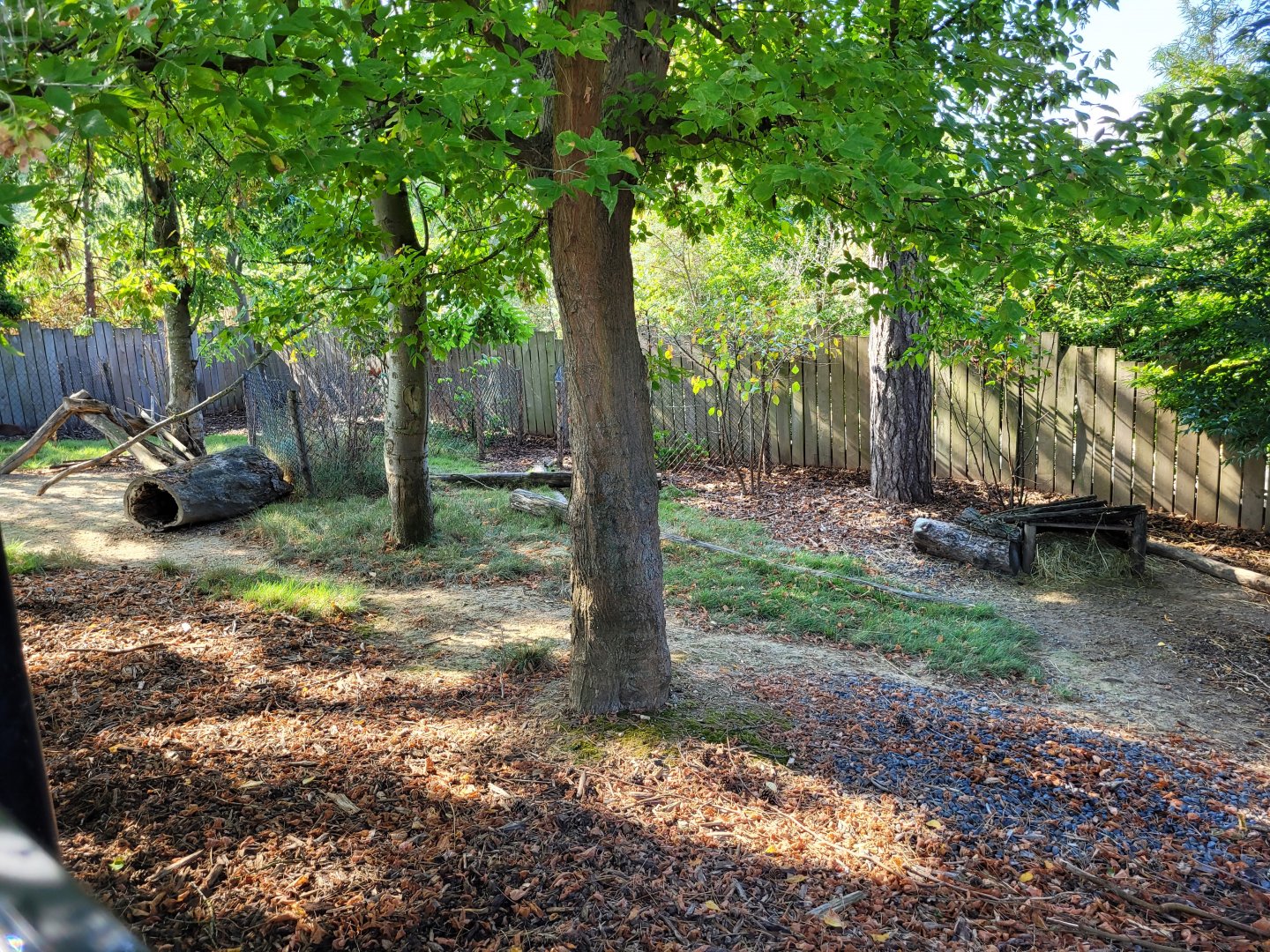 Southern pudu exhibit -Parc Zoologique de Paris (2022)
