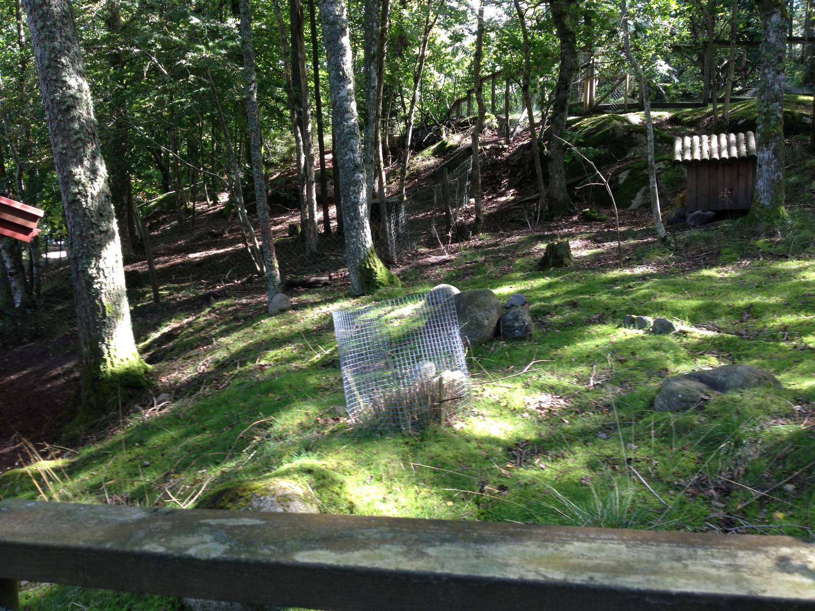 Southern pudu exhibit