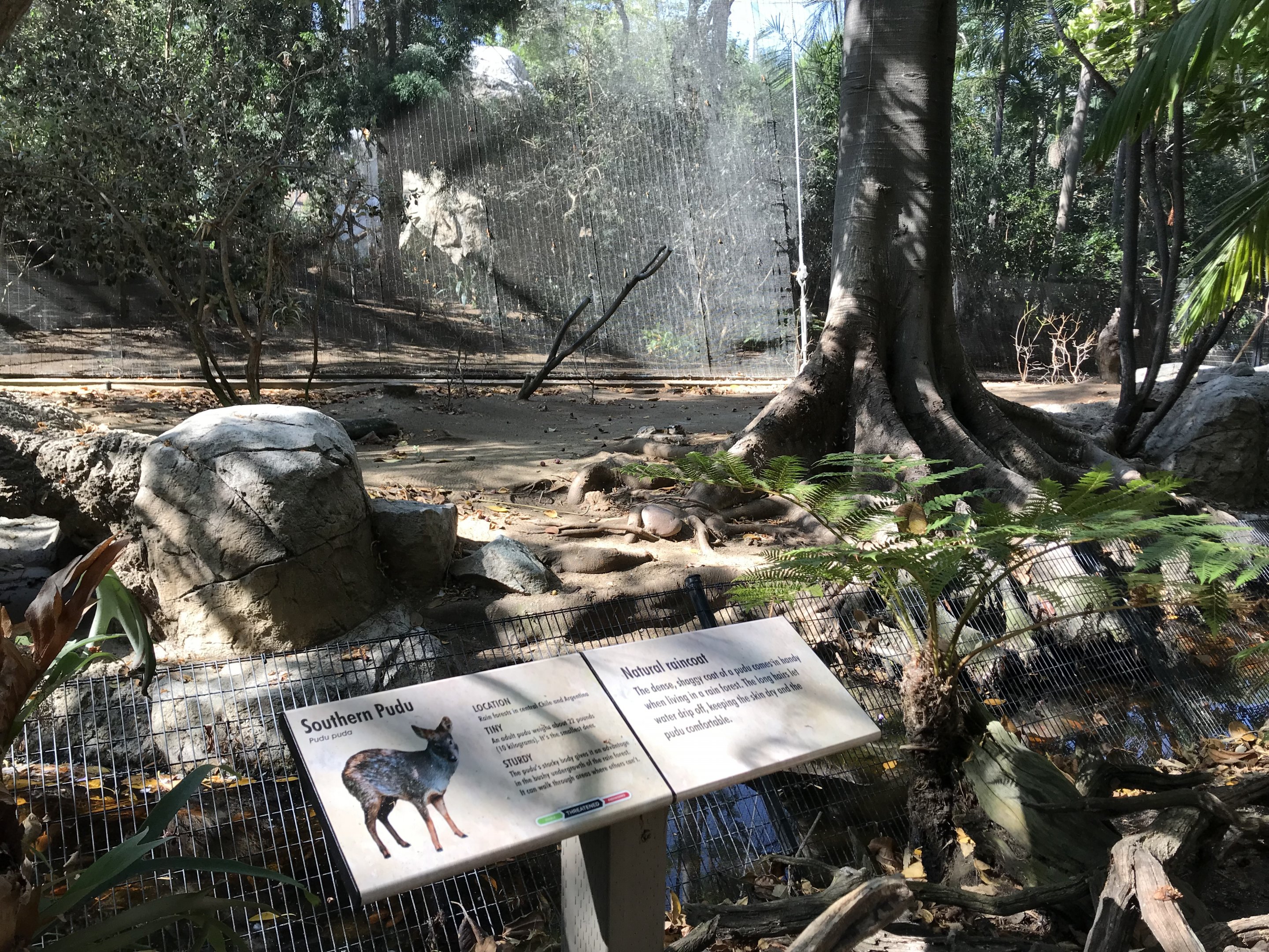 Southern Pudu Exhibit